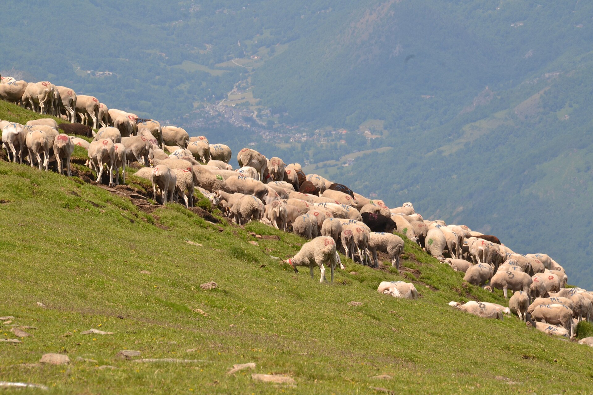 Croupe herbeuse menant au sommet du mont Fourcat avec vue sur les Pyrénées ariégeoises